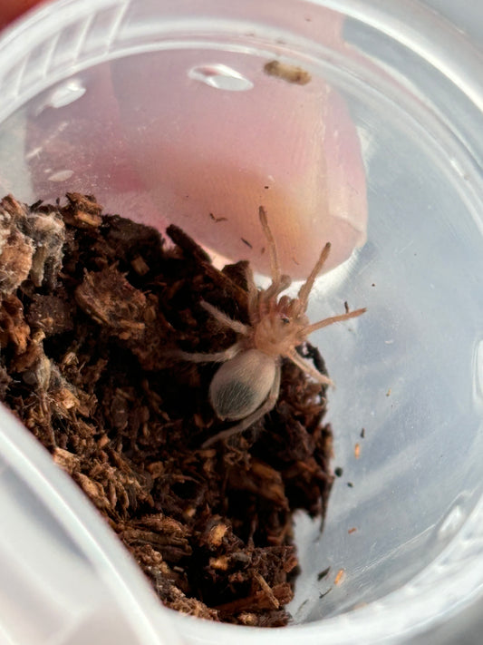 Aphonopelma Burica (Costa
Rican Blue Front)