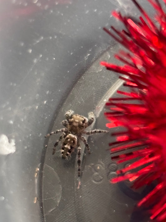 Phidippus Otiosus (Canopy Jumping Spiders)