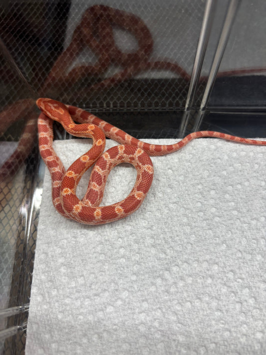 Albino Corn Snake