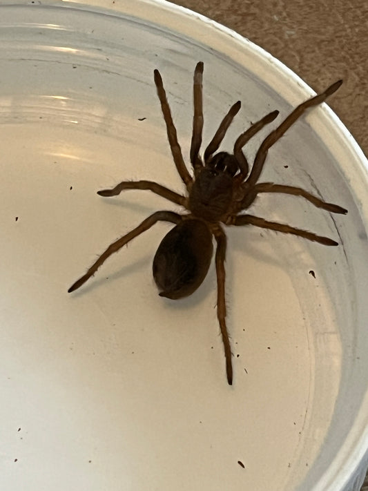 Pseudhapalopus sp 'BLUE' (Colombian Blue Dwarf)