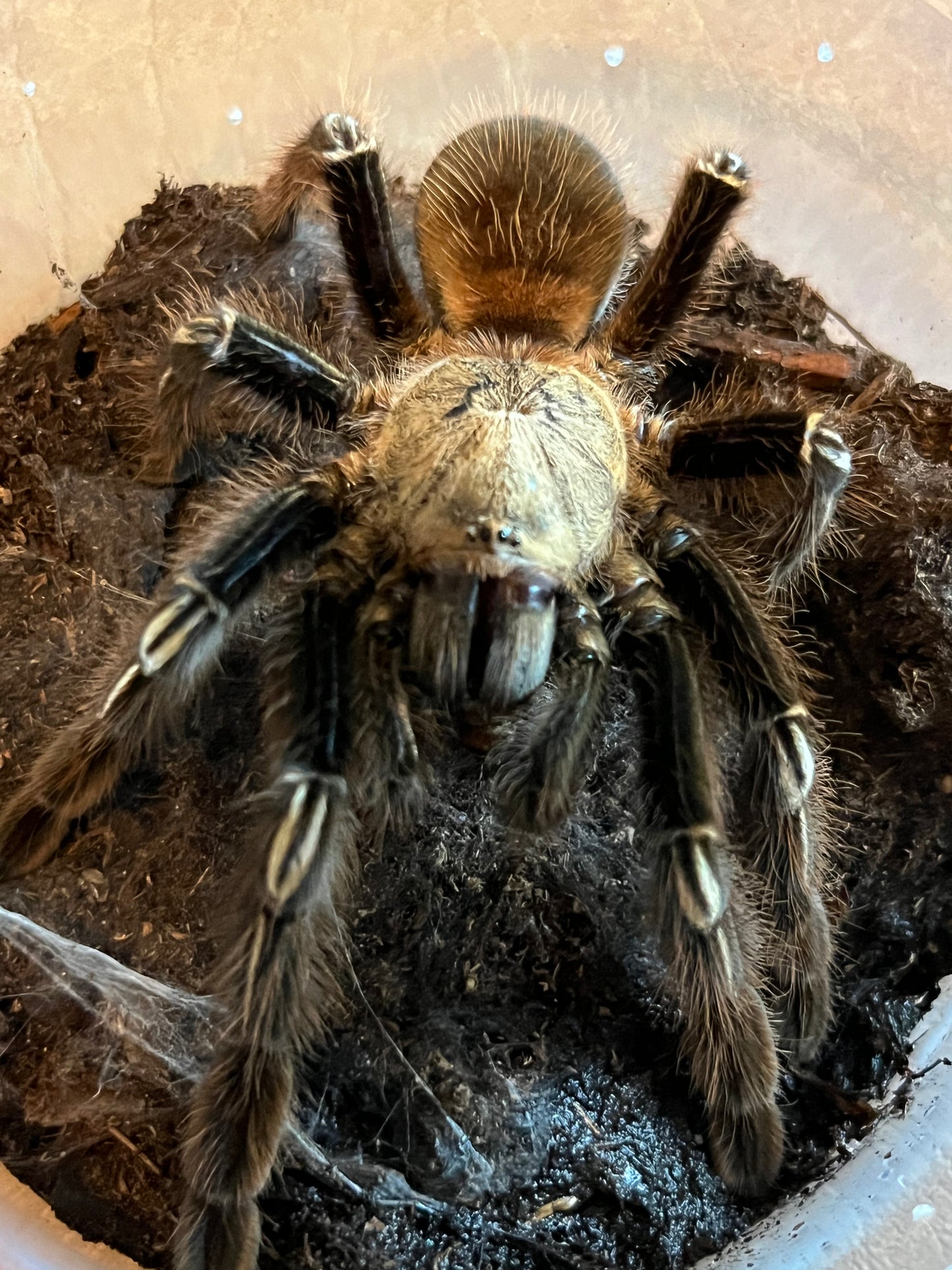Ephebopus Murinus (Skeleton Leg)