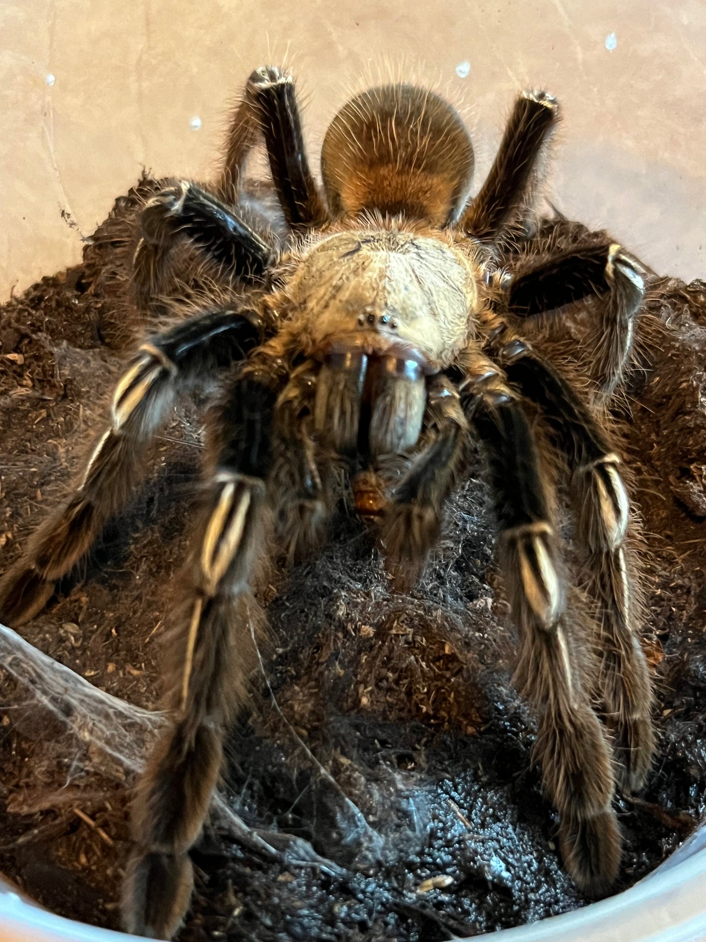 Ephebopus Murinus (Skeleton Leg)