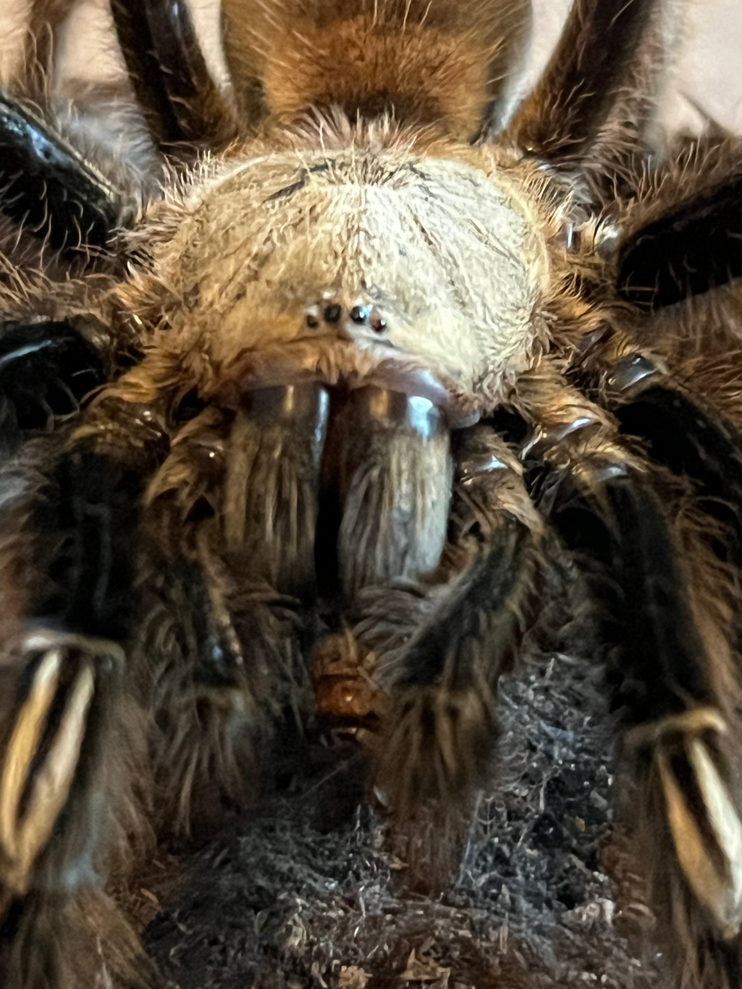 Ephebopus Murinus (Skeleton Leg)