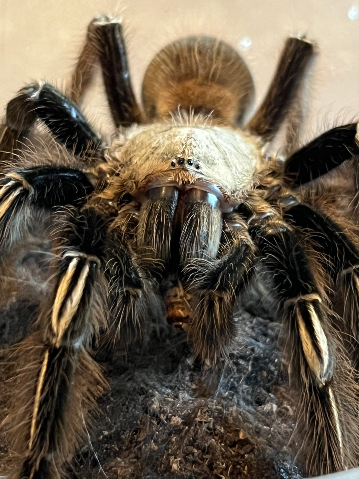 Ephebopus Murinus (Skeleton Leg)