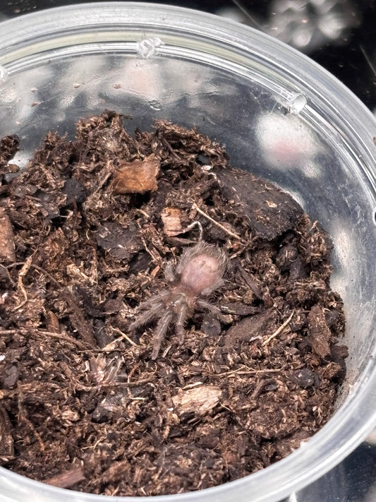 Tliltocatl Albopilosus (Honduran Curly Hair)