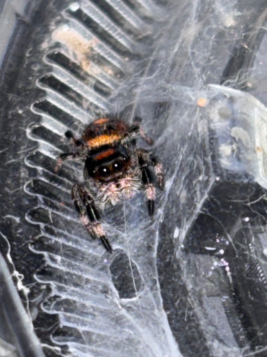 Phidippus Regius (Regal Jumping Spider)