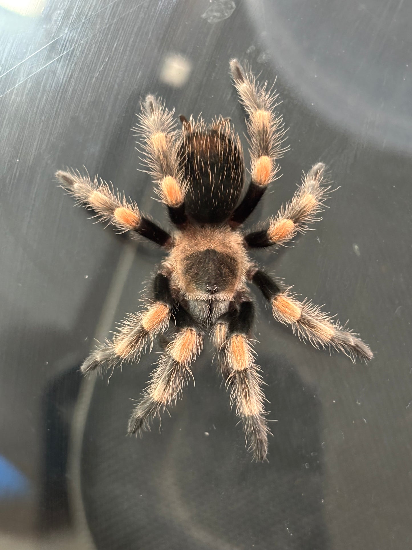 Brachypelma Hamorii (Mexican Red Knee)