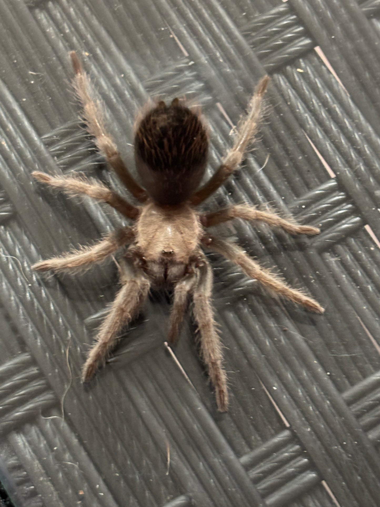 Brachypelma Albiceps (Mexican Golden Red-Rump)
