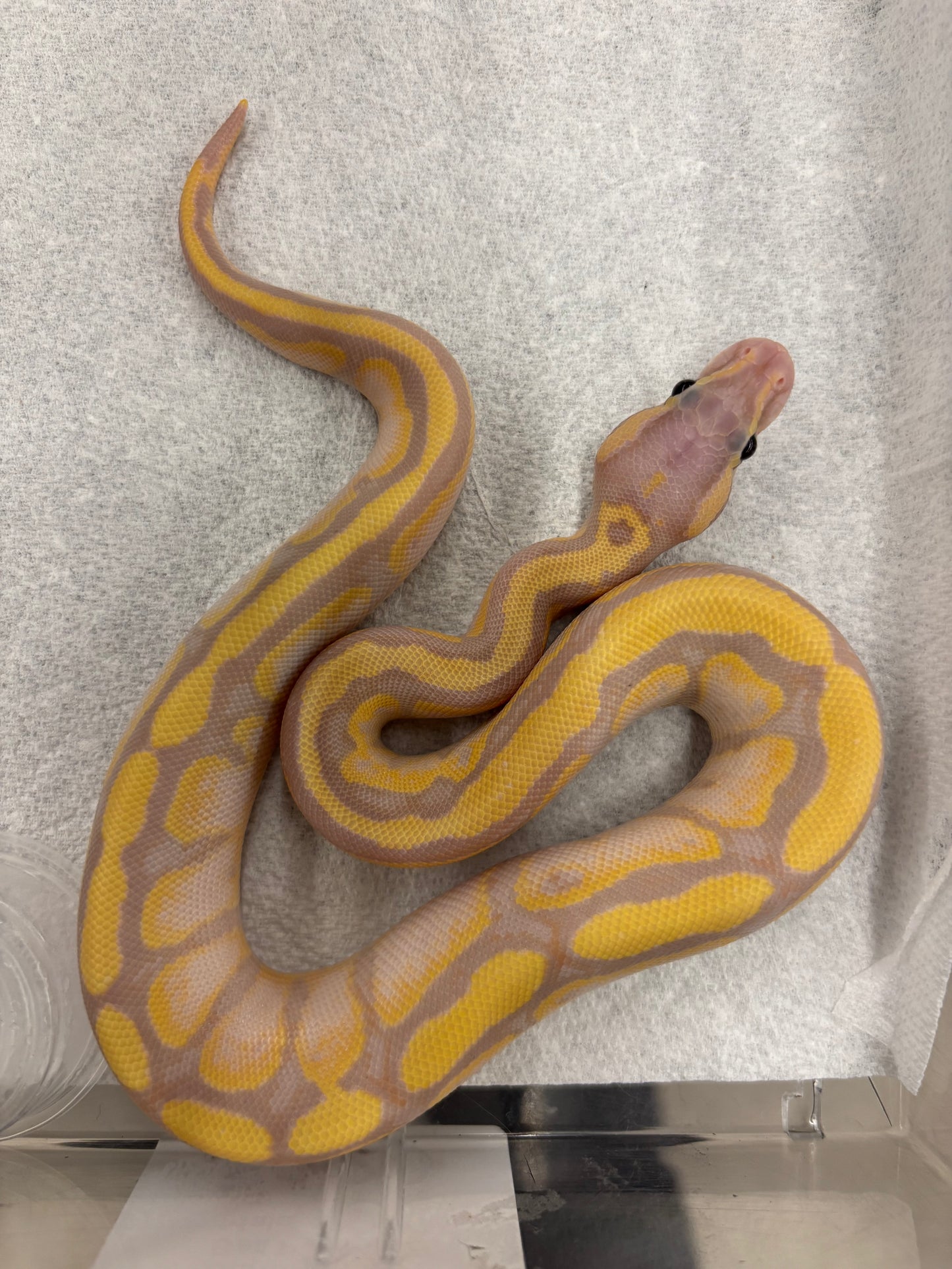 Banana Fire Ball Python