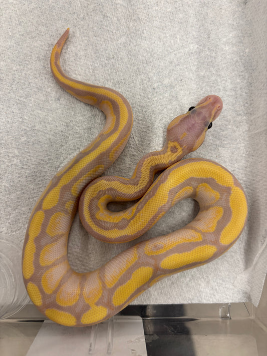 Banana Fire Ball Python