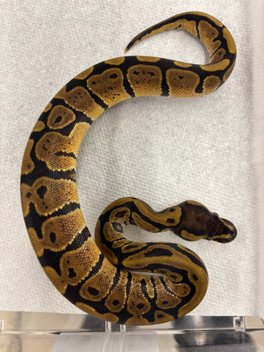 Specter Ball Python