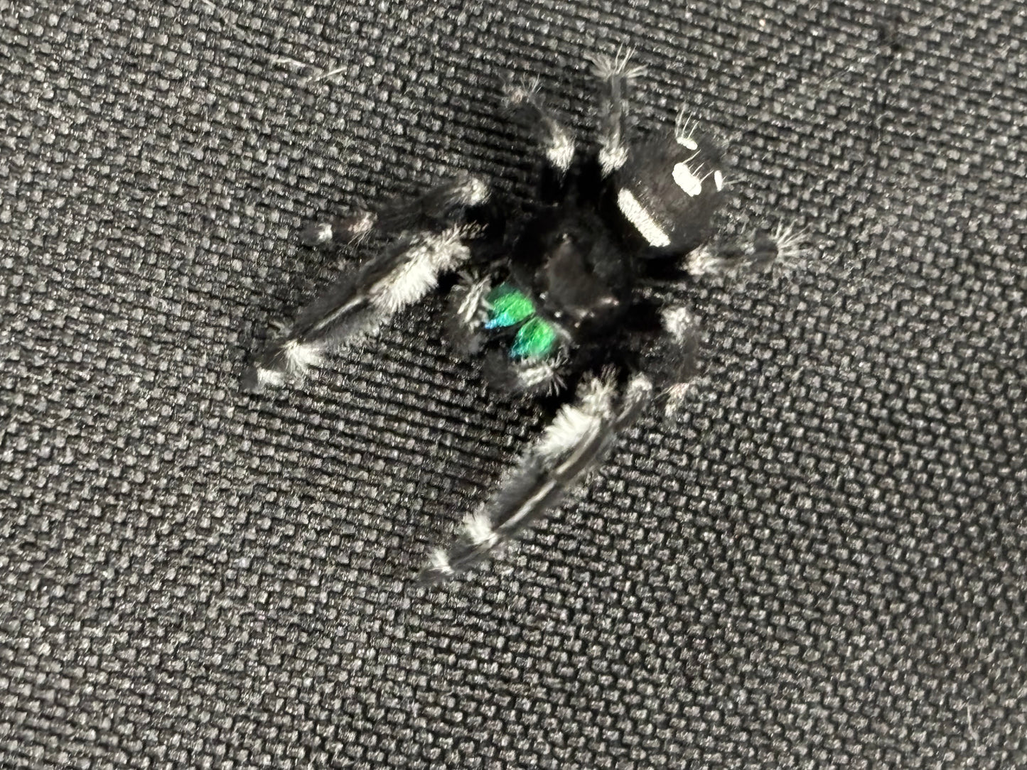 Phidippus Regius (Regal Jumping Spider)