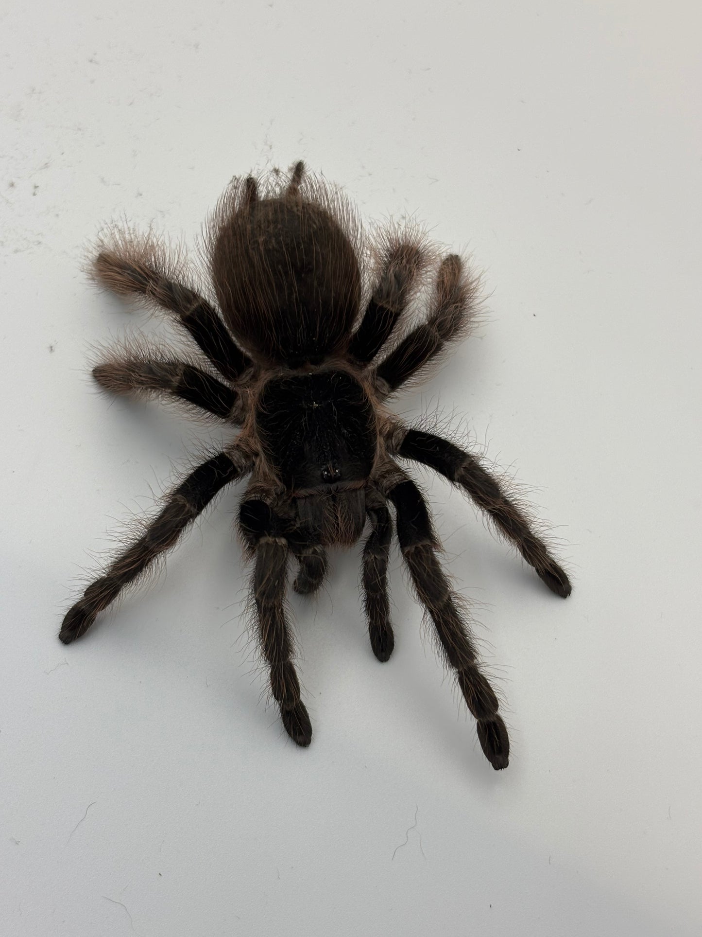 Nhandu Carapoensis (Brazilian Red & Black)