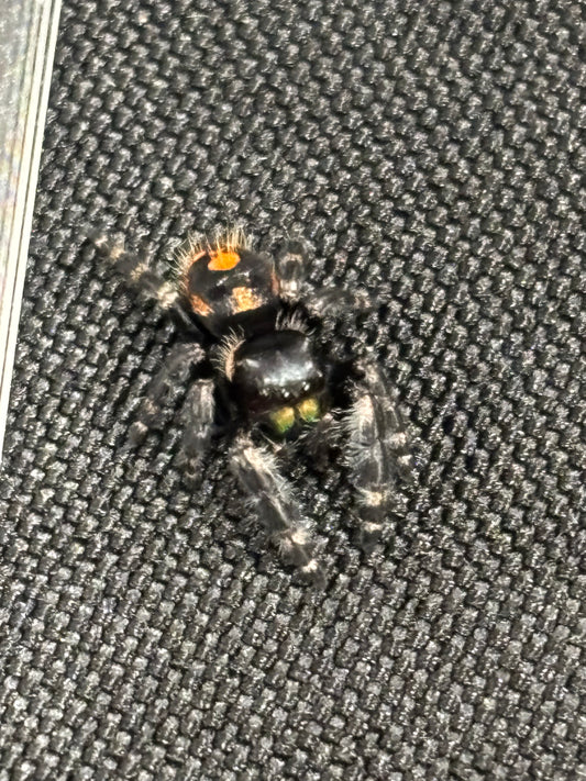 Phidippus Audax (Big Bend Bold Jumping Spider)