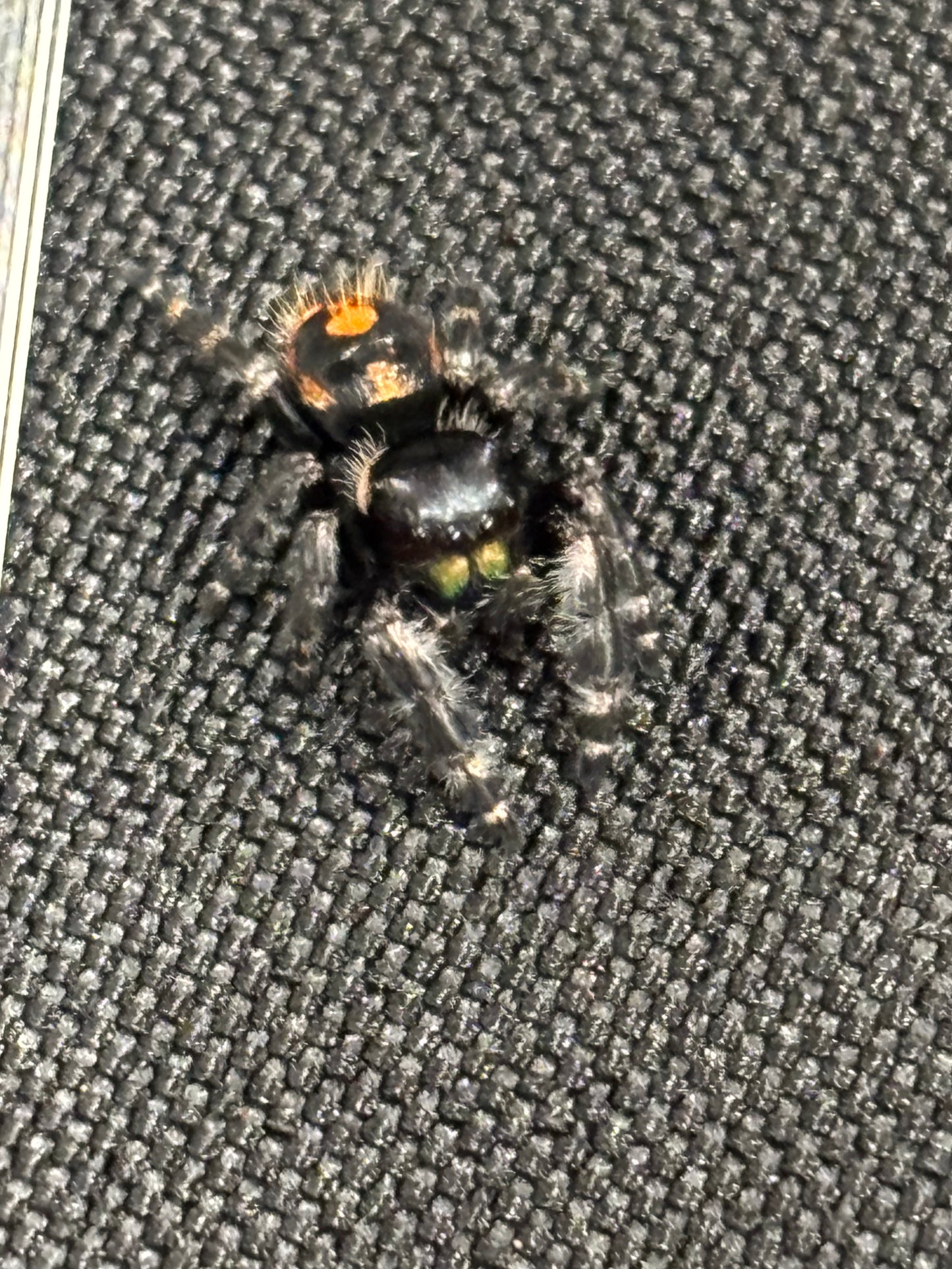 Phidippus Audax (Big Bend Bold Jumping Spider)