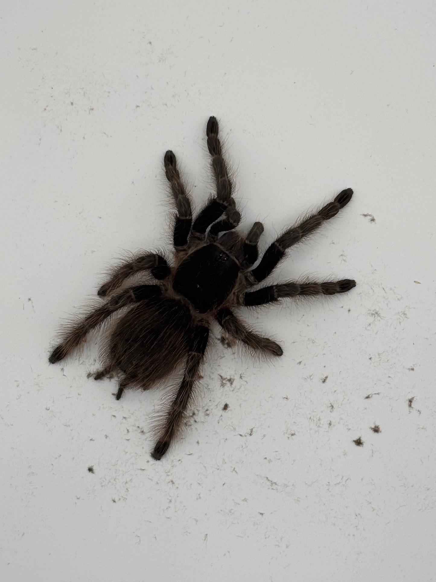 Nhandu Carapoensis (Brazilian Red & Black)