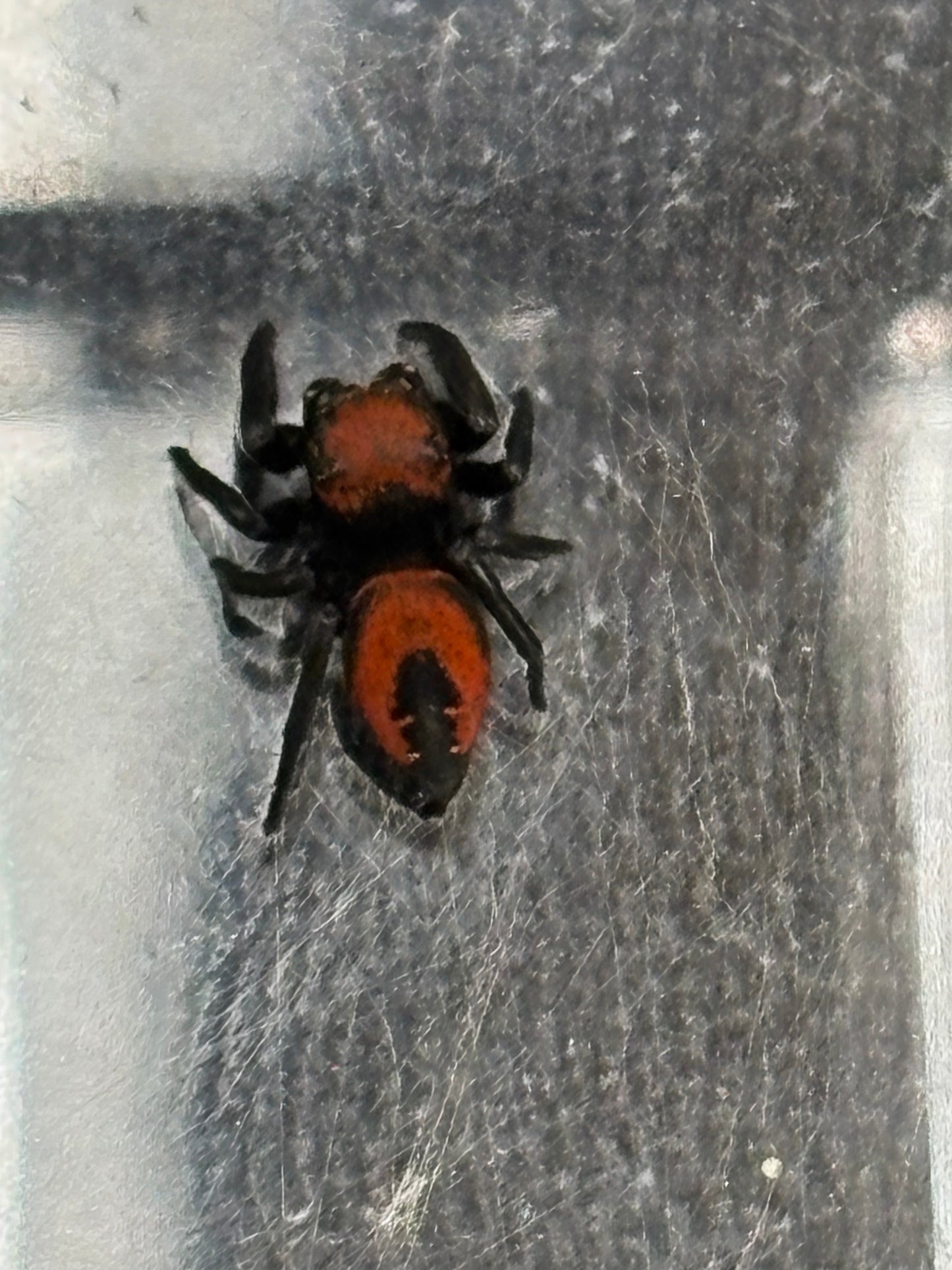 Phidippus Apacheanus (Red Apache Jumping Spider)