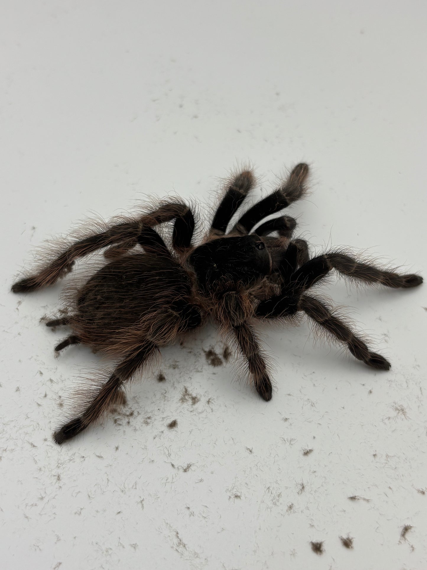Nhandu Carapoensis (Brazilian Red & Black)