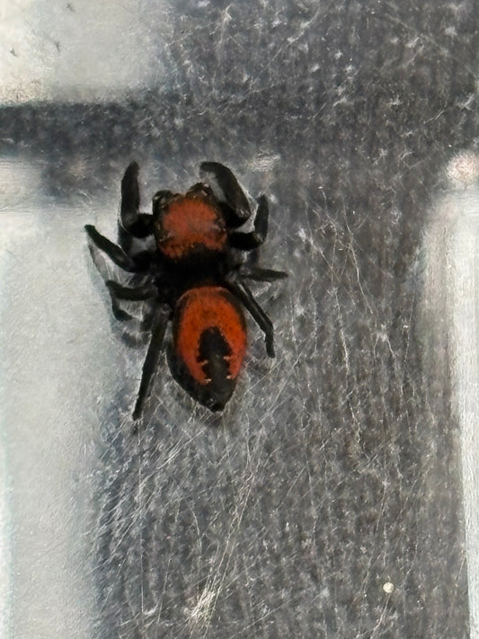 Phidippus Apacheanus (Red Apache Jumping Spider)
