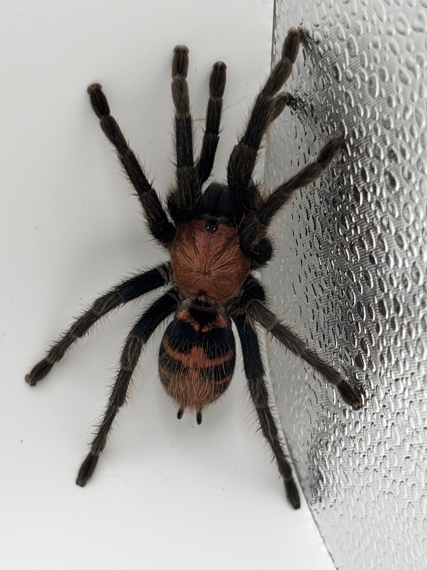 Davus Pentaloris (Guatemalan Tiger Rump)