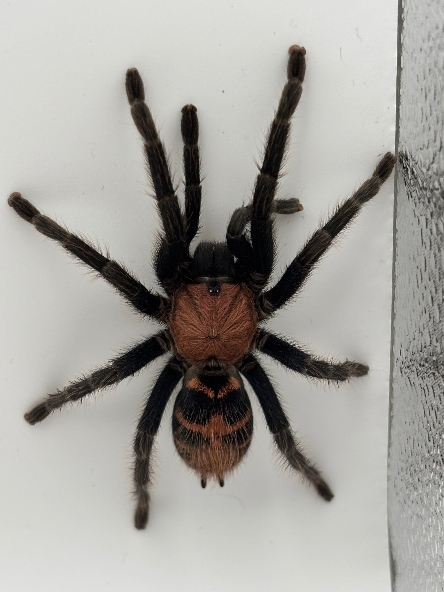 Davus Pentaloris (Guatemalan Tiger Rump)