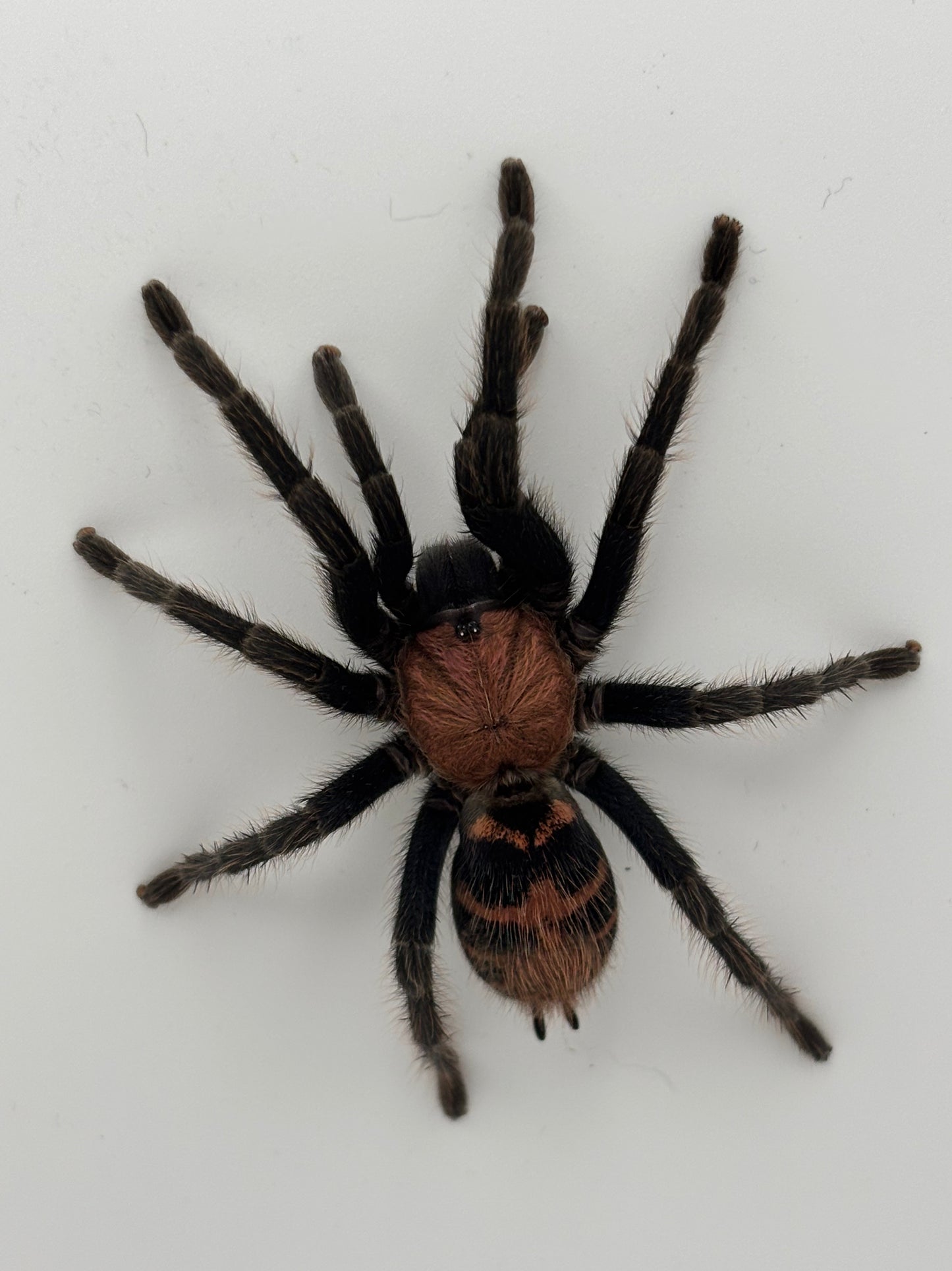 Davus Pentaloris (Guatemalan Tiger Rump)