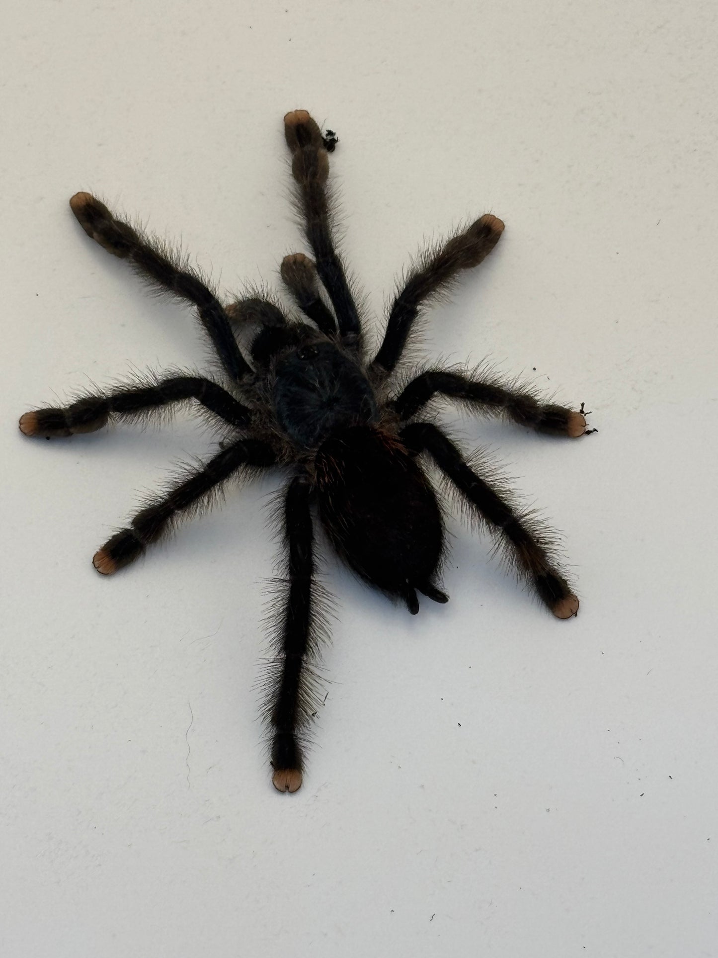 Avicularia Avicularia (Guyana Pink Toe)