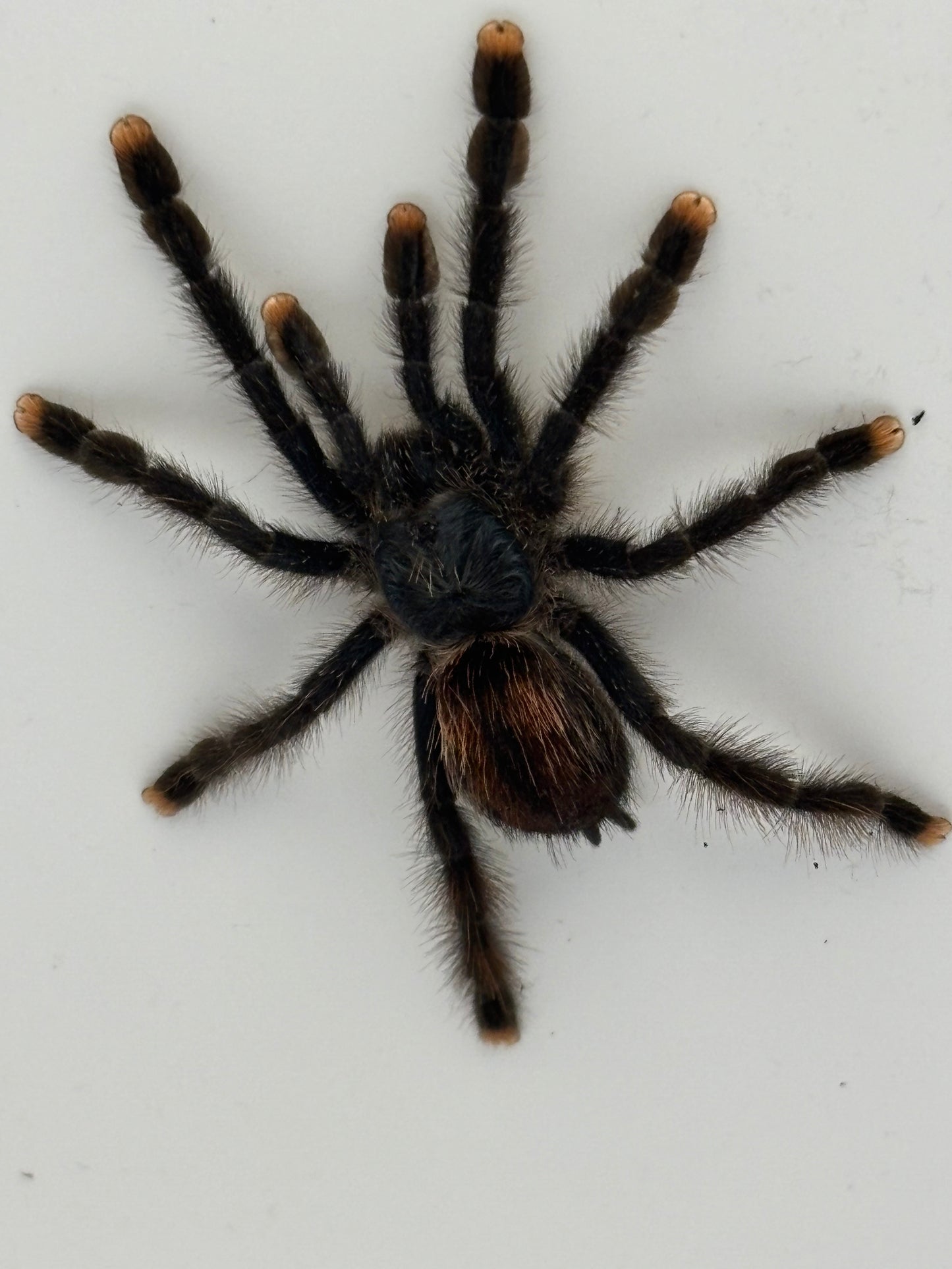 Avicularia Avicularia (Guyana Pink Toe)