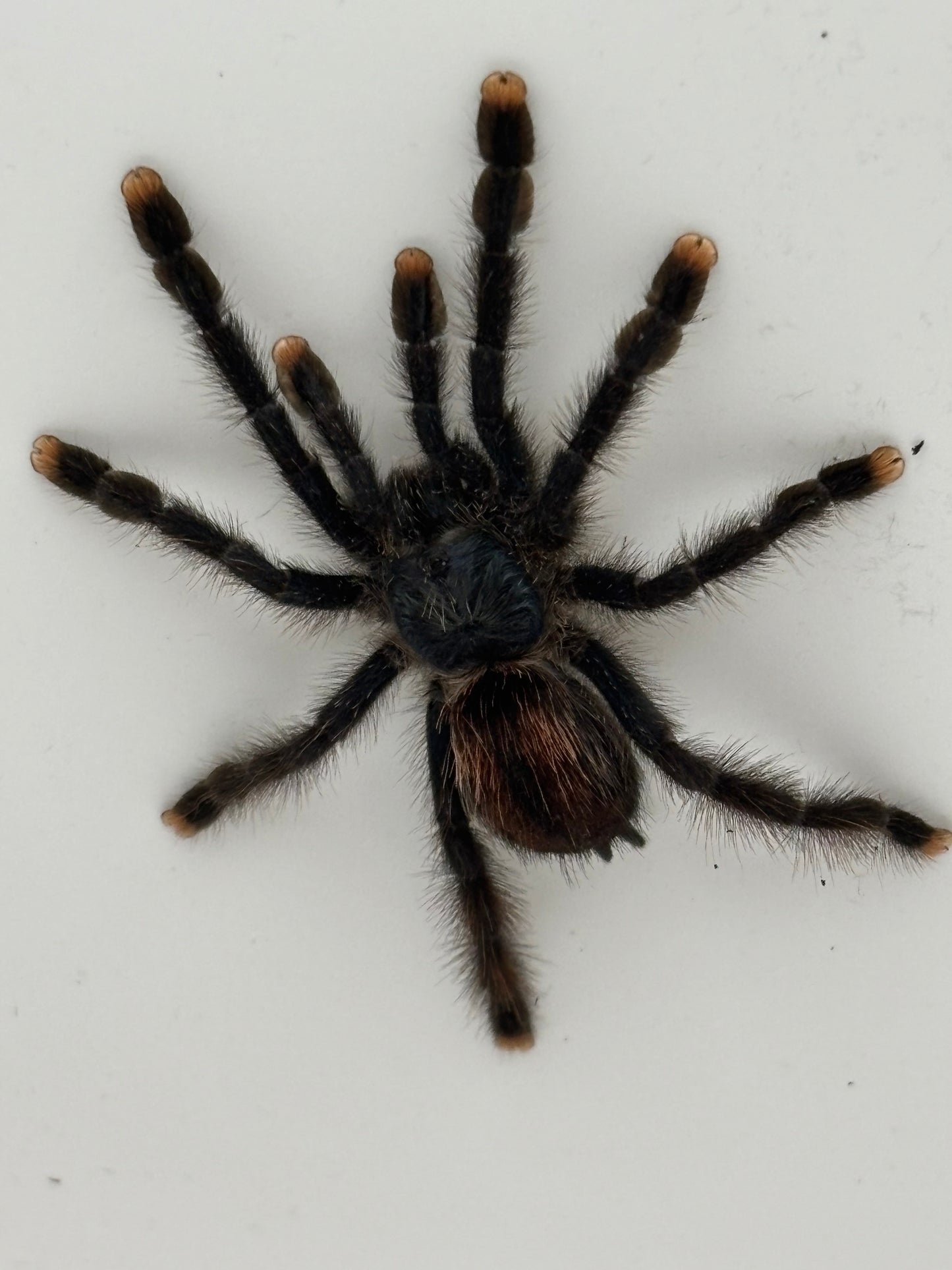 Avicularia Avicularia (Guyana Pink Toe)