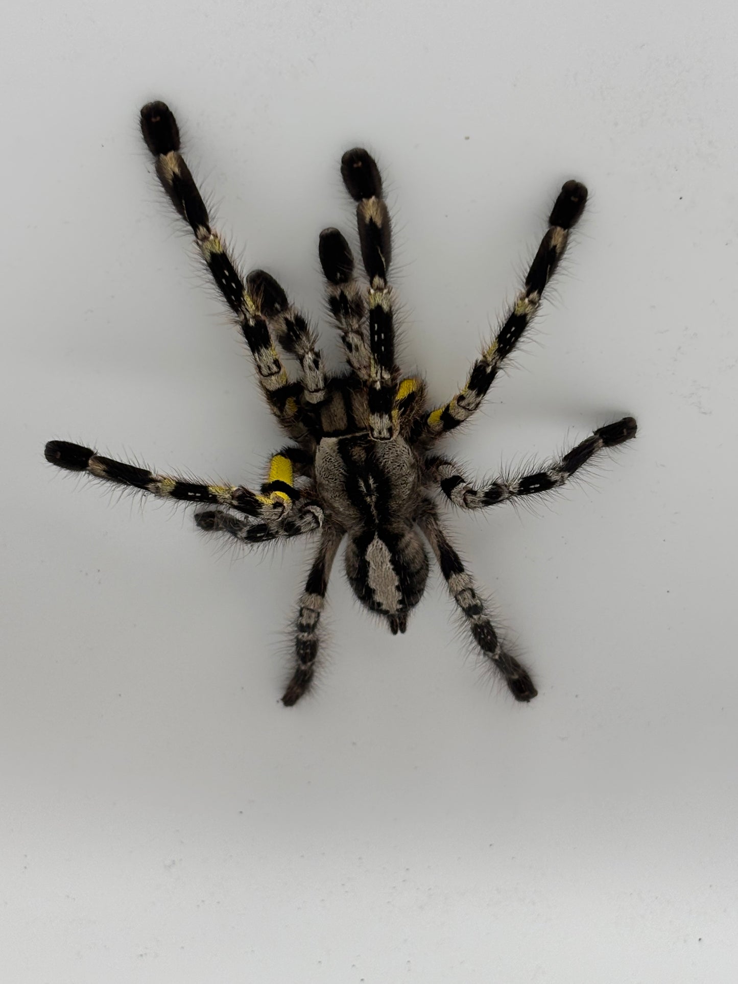 Poecilotheria Regalis (Indian Ornamental)