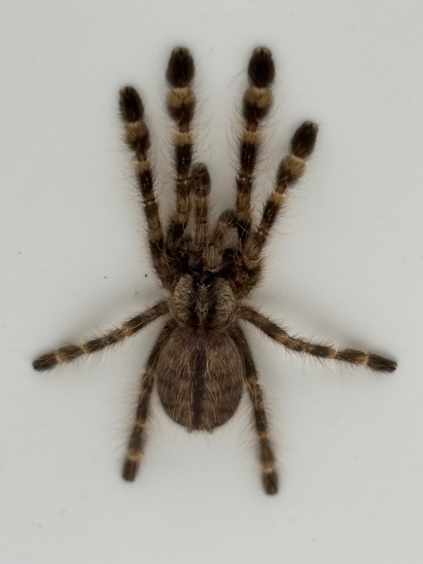 Poecilotheria Regalis (Indian Ornamental)