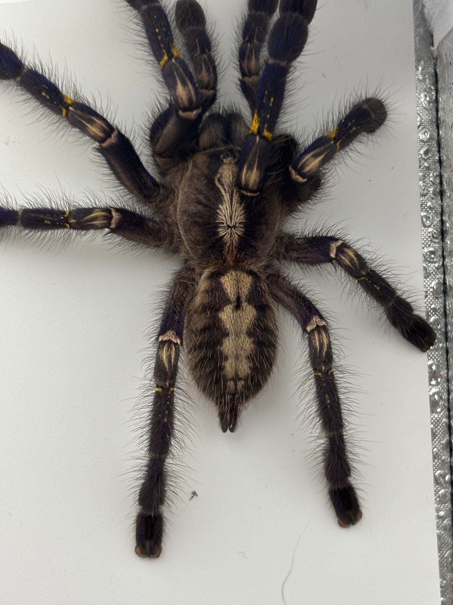 Poecilotheria Metallica (Gooty Sapphire Ornamental)