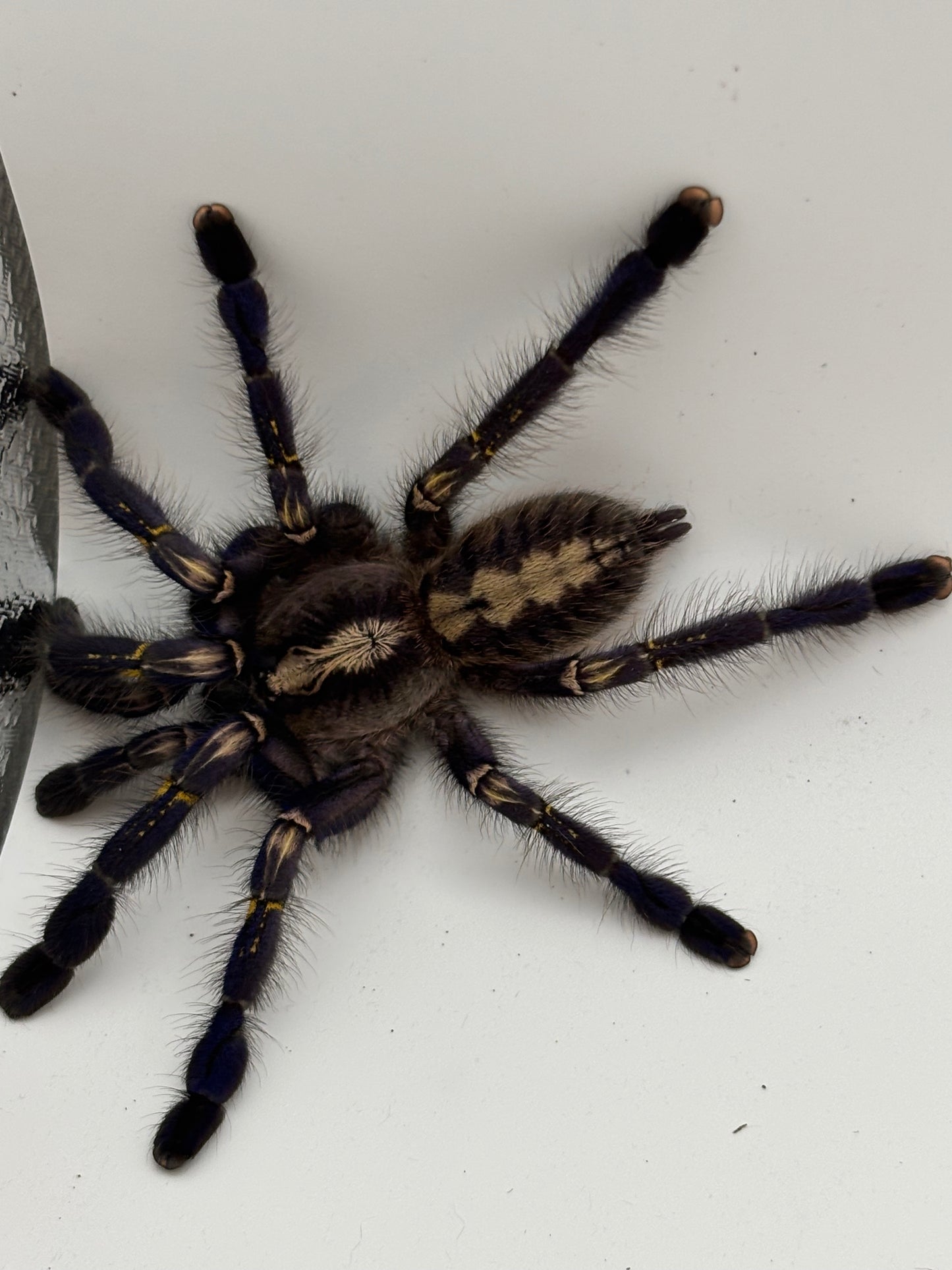 Poecilotheria Metallica (Gooty Sapphire Ornamental)