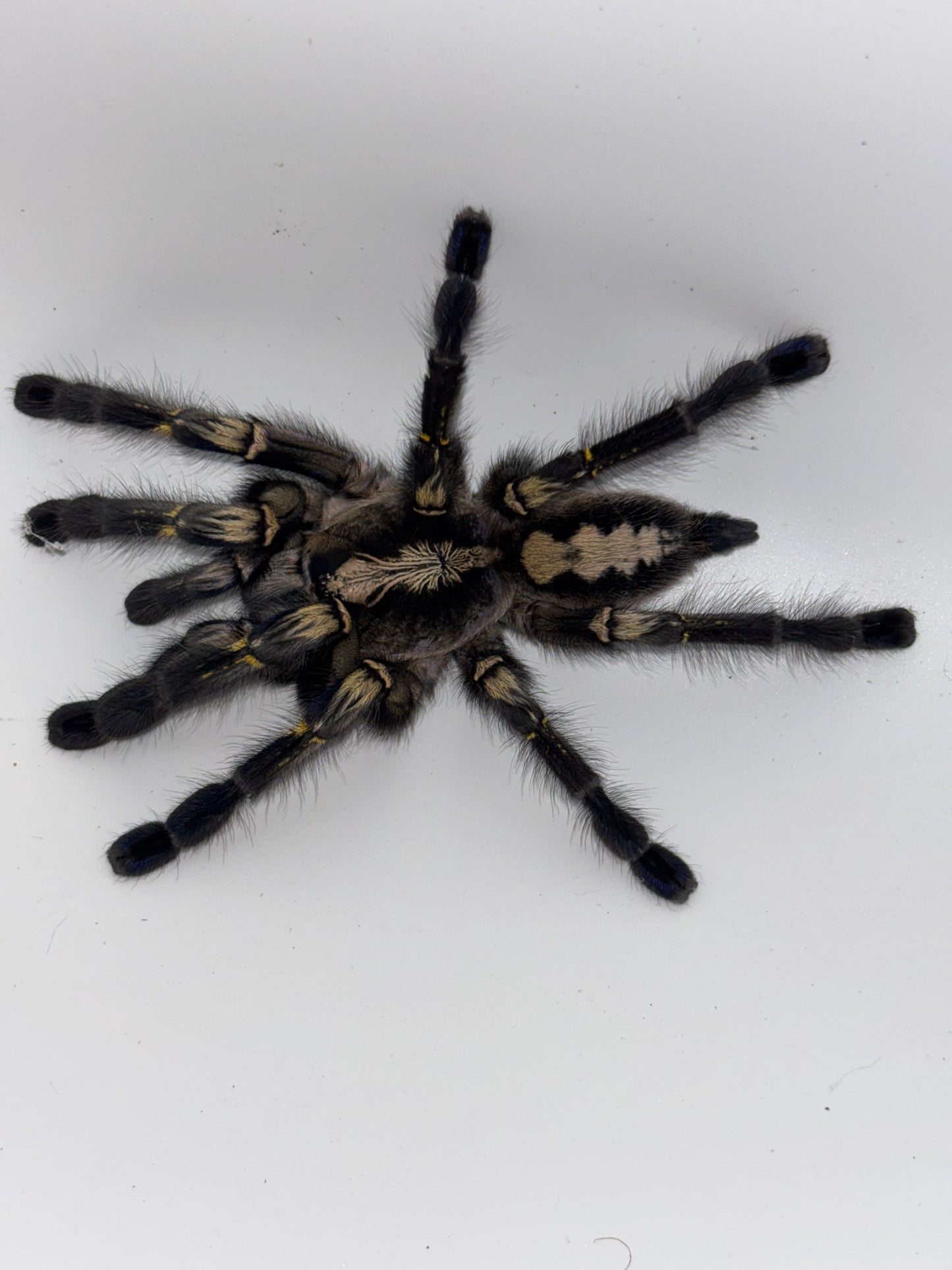 Poecilotheria Metallica (Gooty Sapphire Ornamental)