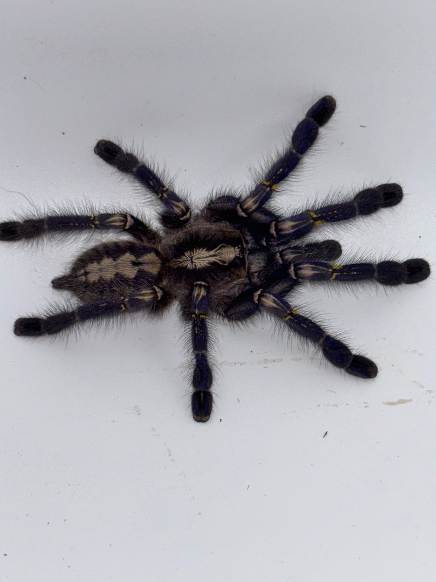 Poecilotheria Metallica (Gooty Sapphire Ornamental)