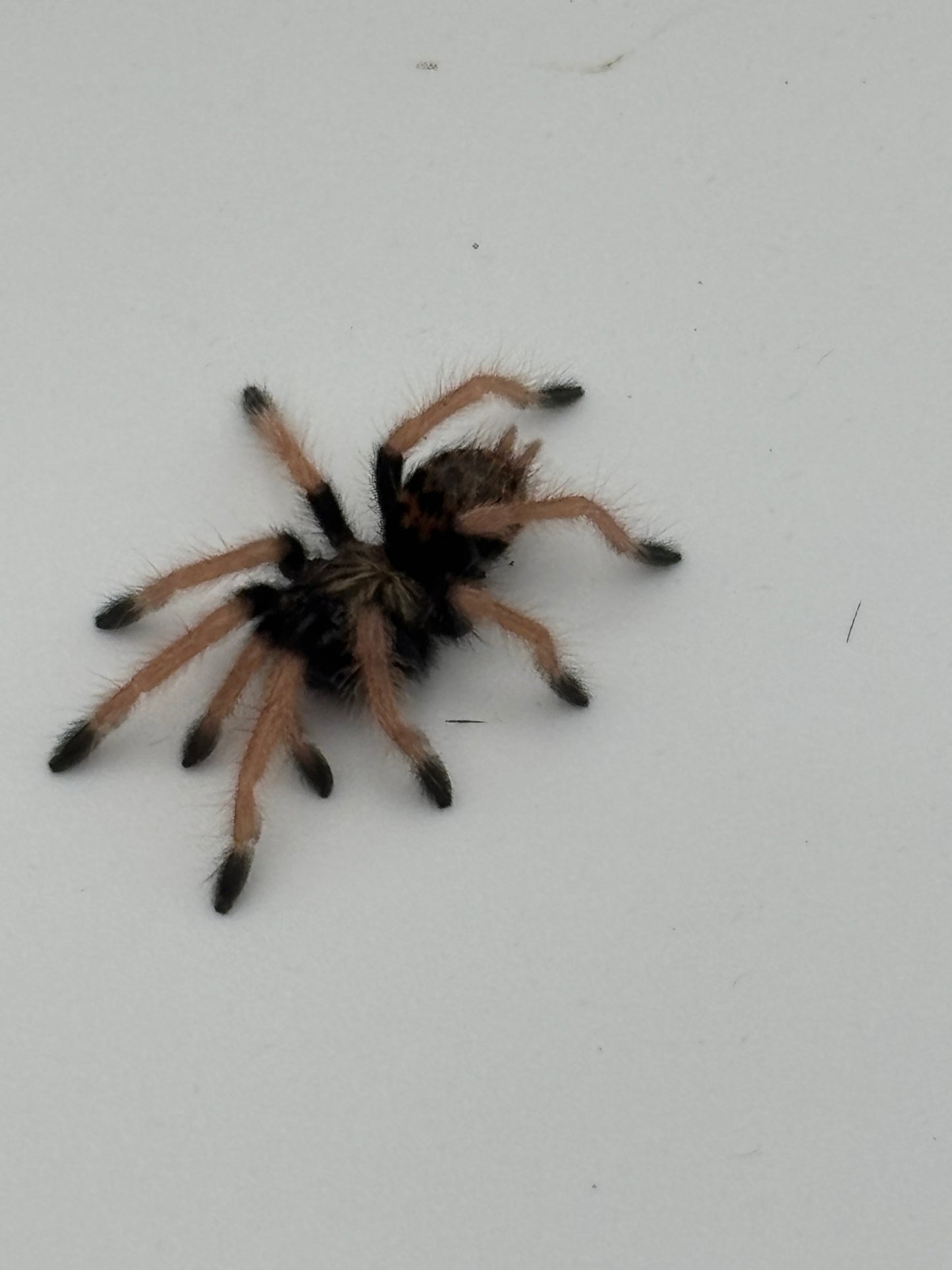 Chromatopelma Cyaneopubescens (Green Bottle Blue GBB)