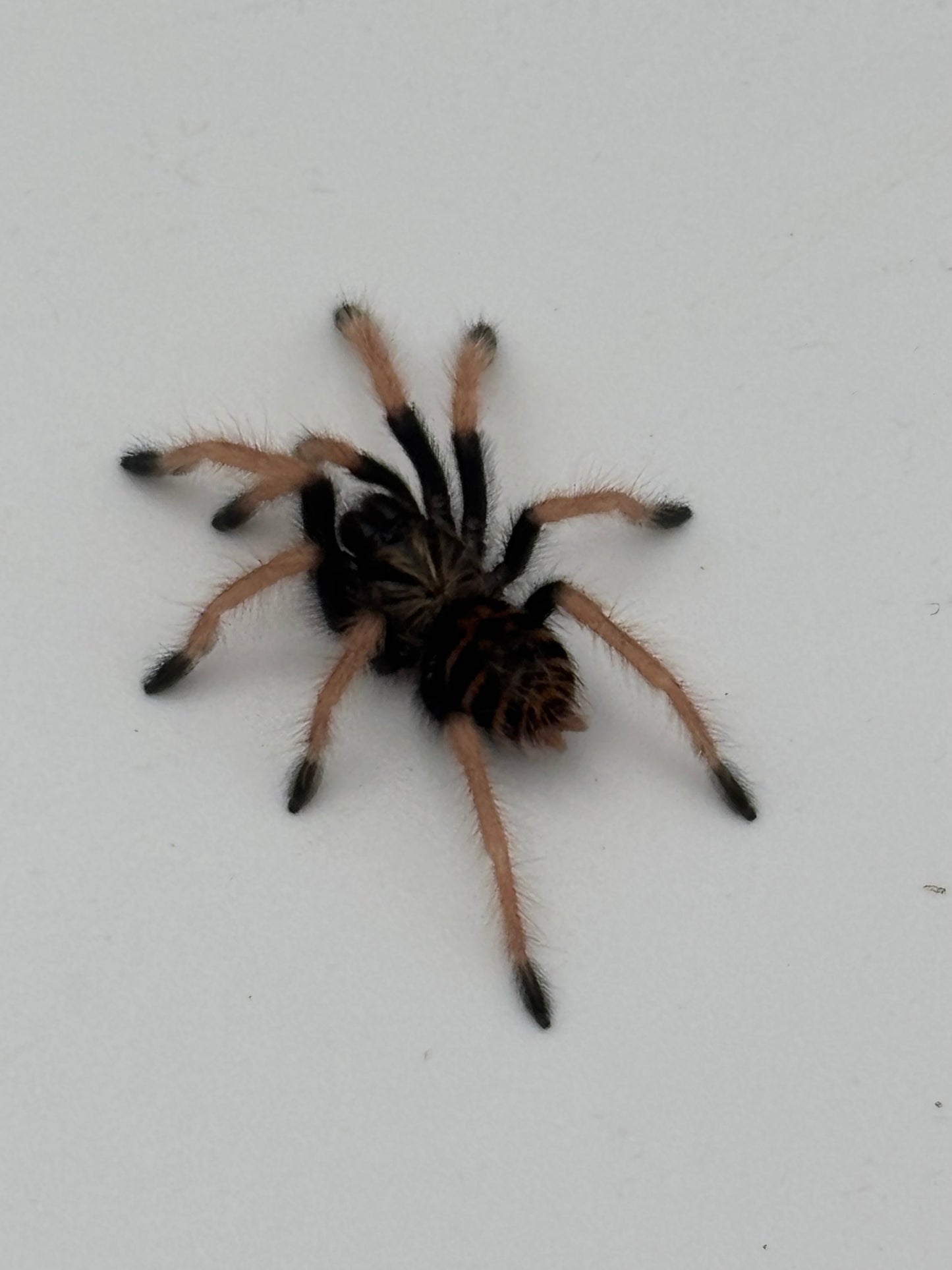 Chromatopelma Cyaneopubescens (Green Bottle Blue GBB)