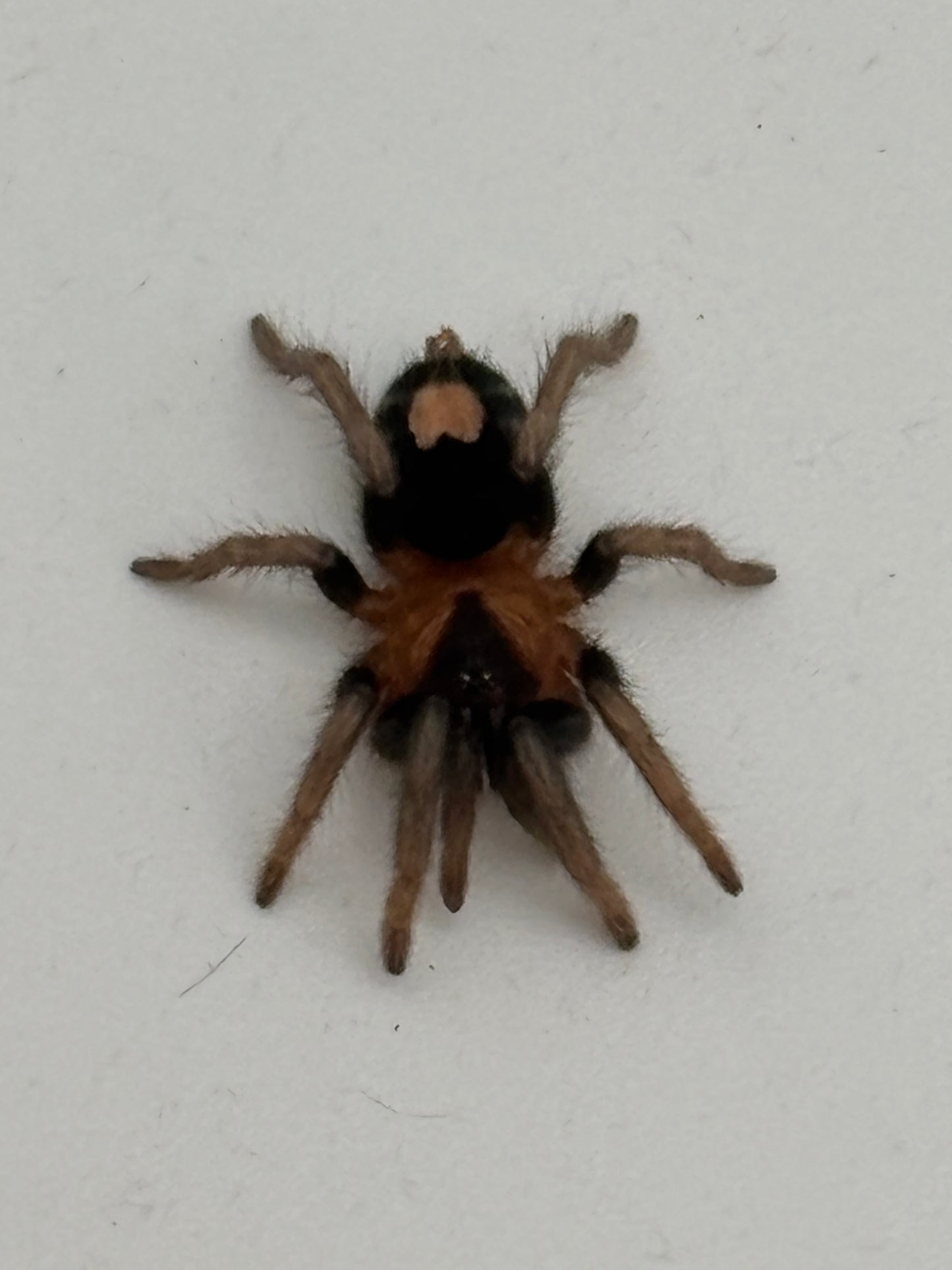 Cyriocosmus Elegans (Trinidad Dwarf) Female