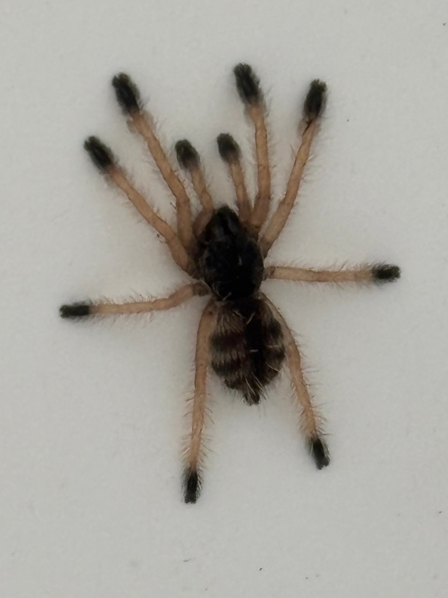 Avicularia sp ‘Pucallpa’ (Mardi Gras Pink Toe)