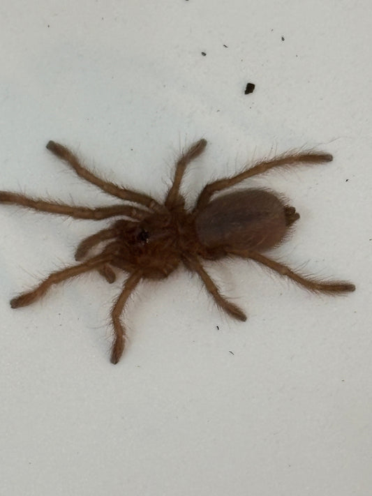 Pelinobius Muticus (King Baboon)