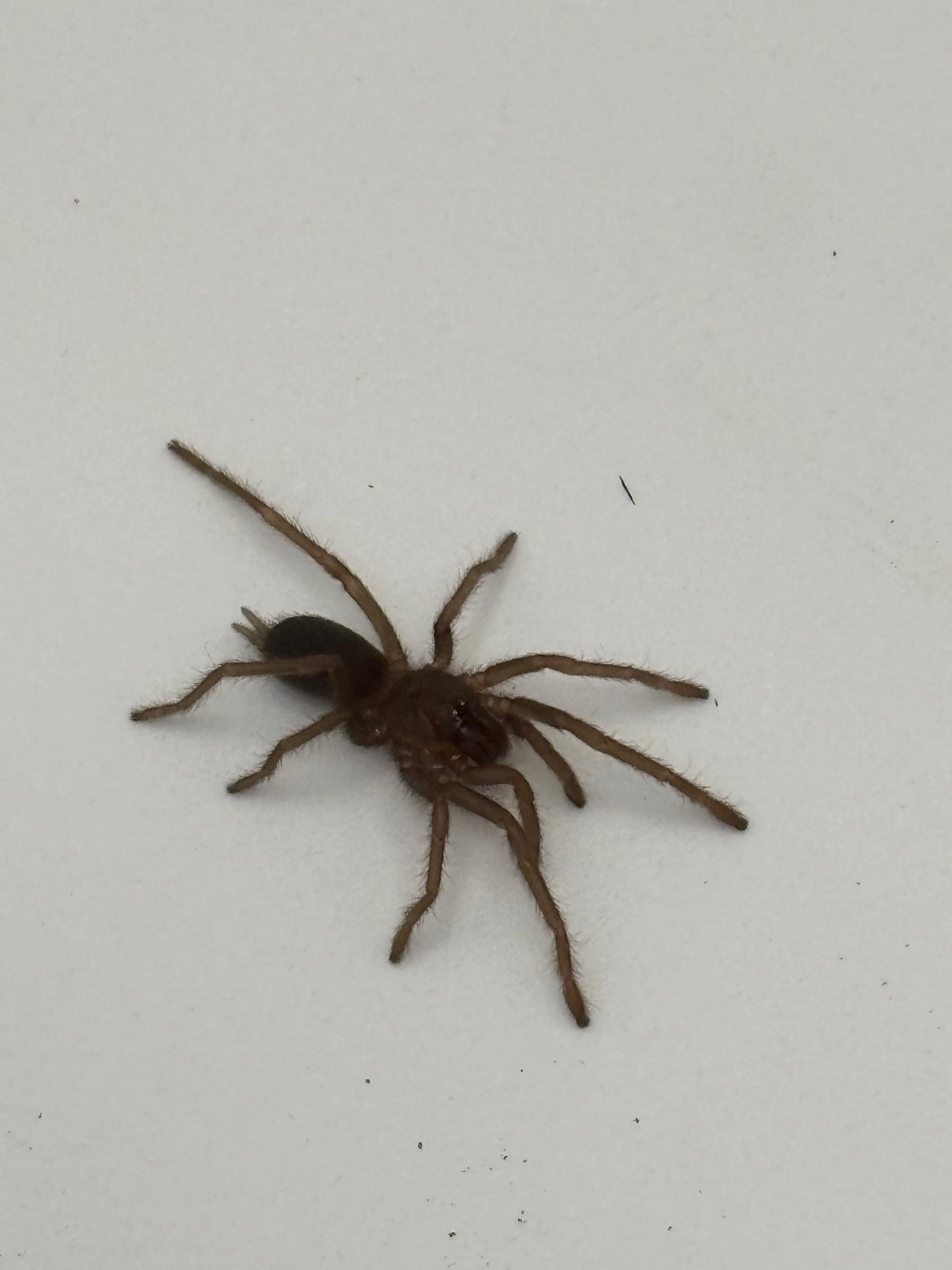 Selenobrachys Philippinus (Philippine Tangerine)