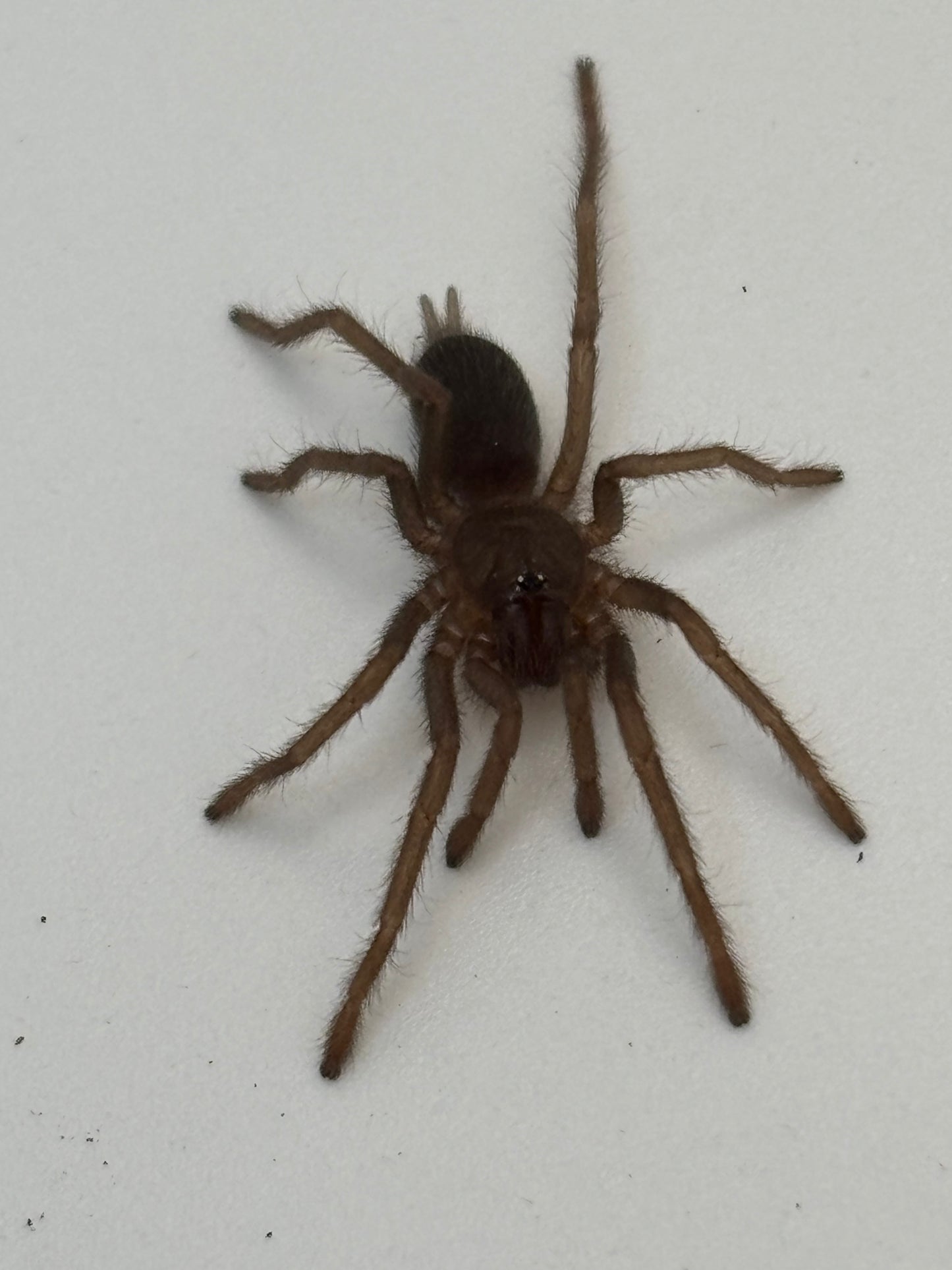 Selenobrachys Philippinus (Philippine Tangerine)