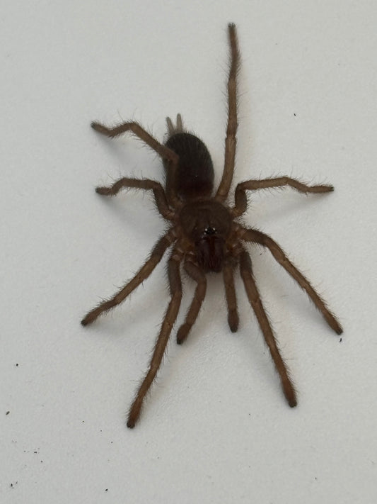 Selenobrachys Philippinus (Philippine Tangerine)