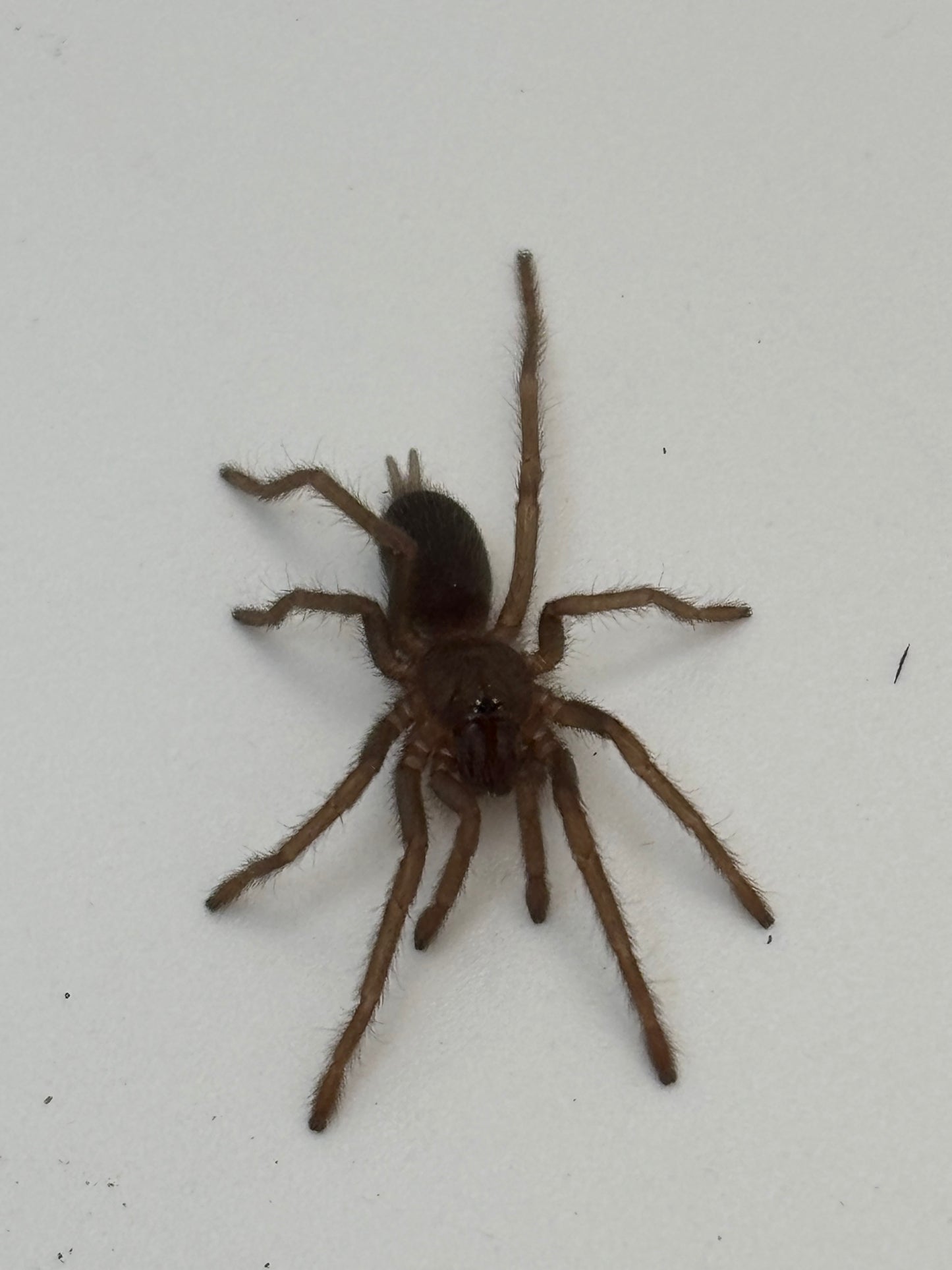 Selenobrachys Philippinus (Philippine Tangerine)