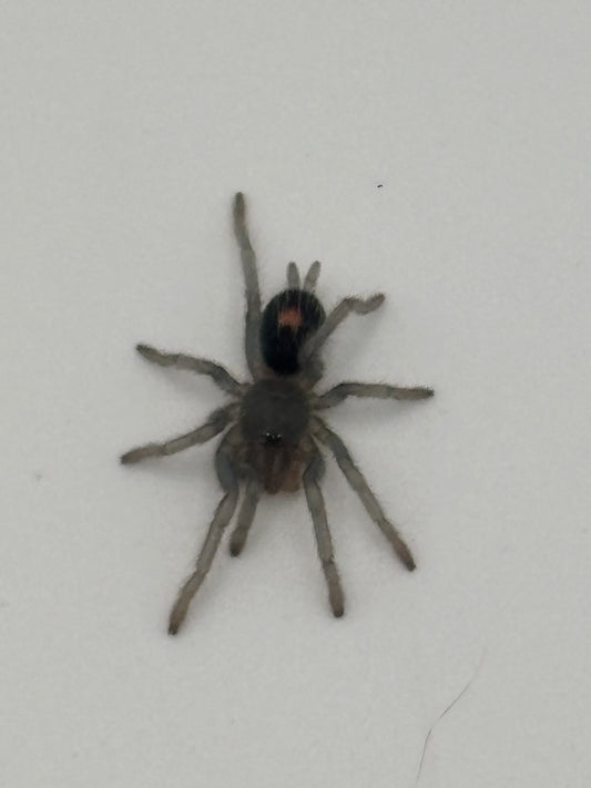 Cyriocosmus sp βOro Negroβ (Black & Gold Dwarf)