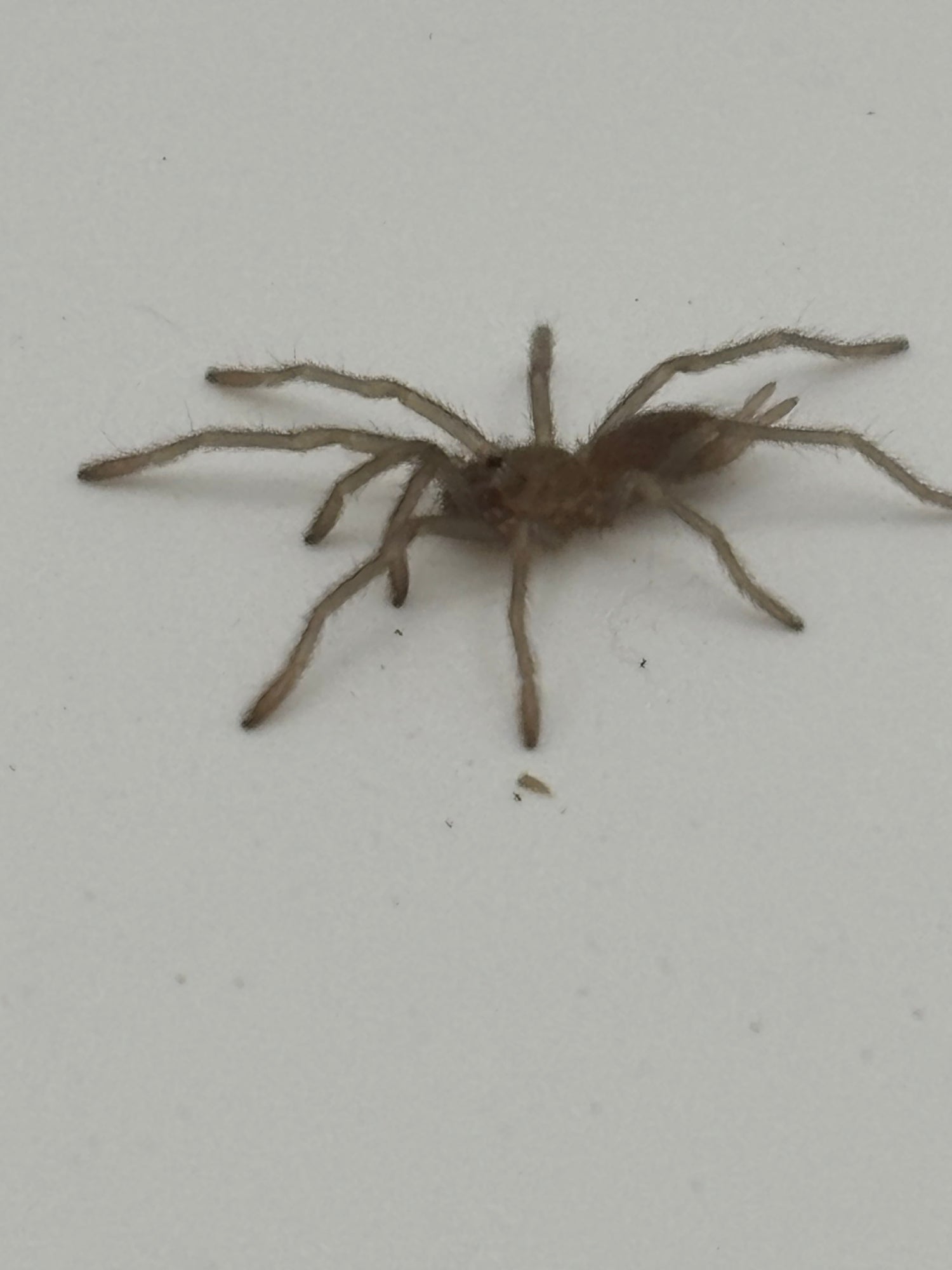 Webbed Wonders' Fossorials