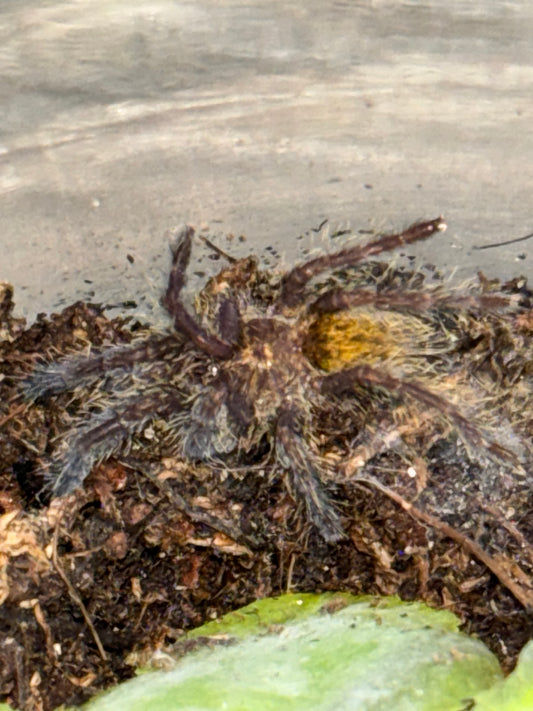 Pterinochilus Murinus (Orange Baboon OBT)