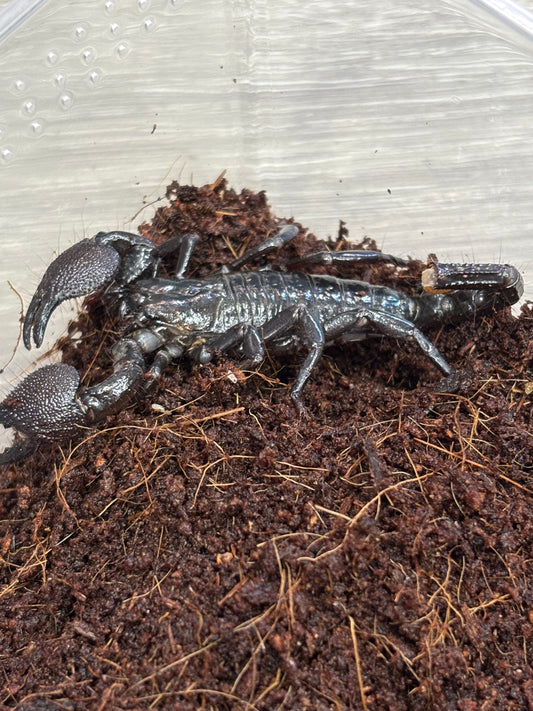 Pandinus Imperator (Emperor Scorpion)