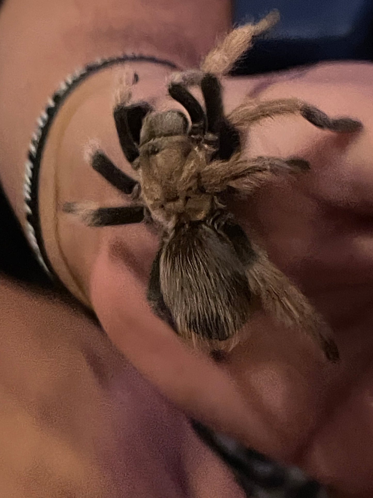 Aphonopelma Chalcodes (Arizona Blonde)