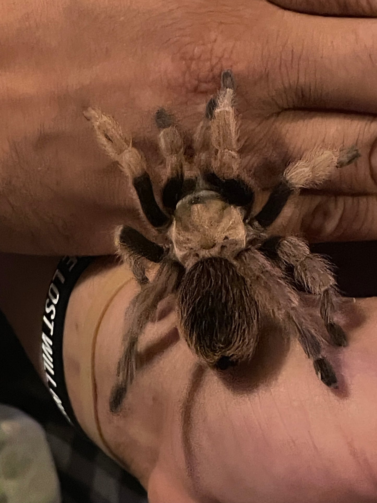 Aphonopelma Chalcodes (Arizona Blonde)